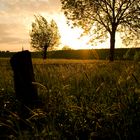 Abendstimmung im Feld