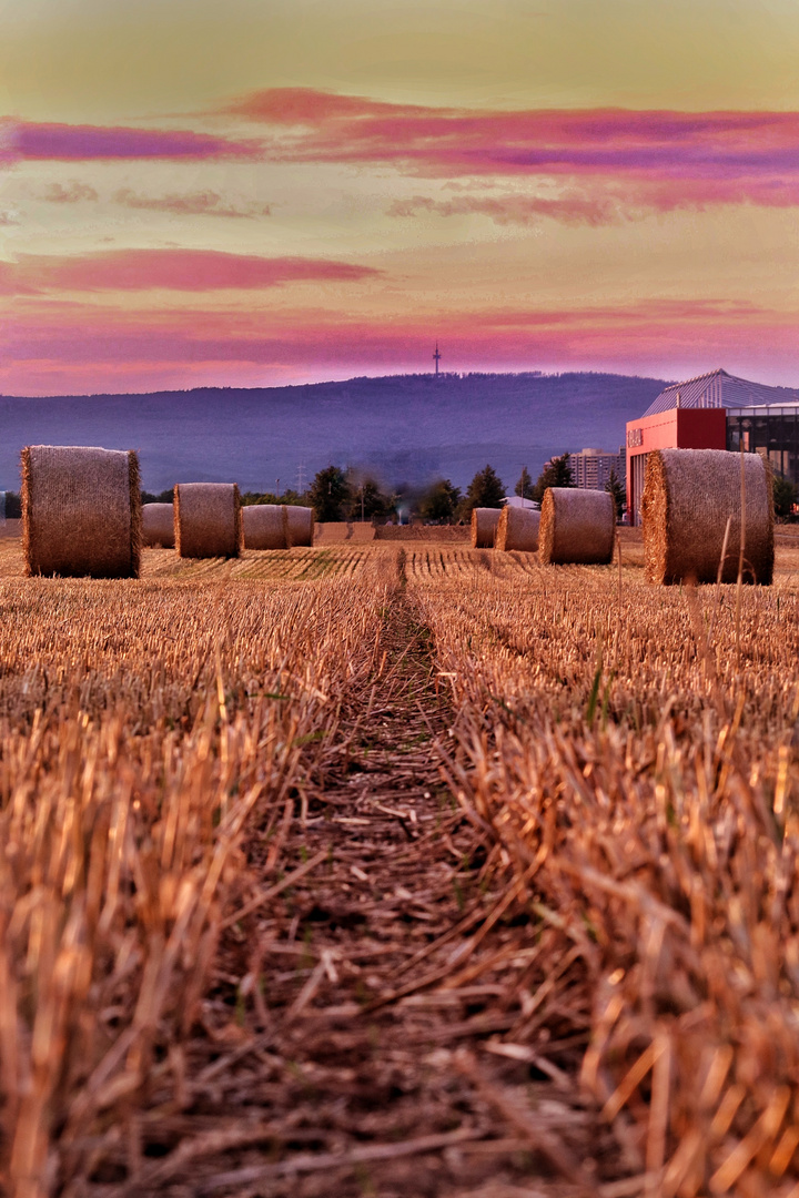 Abendstimmung im Feld