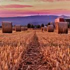 Abendstimmung im Feld