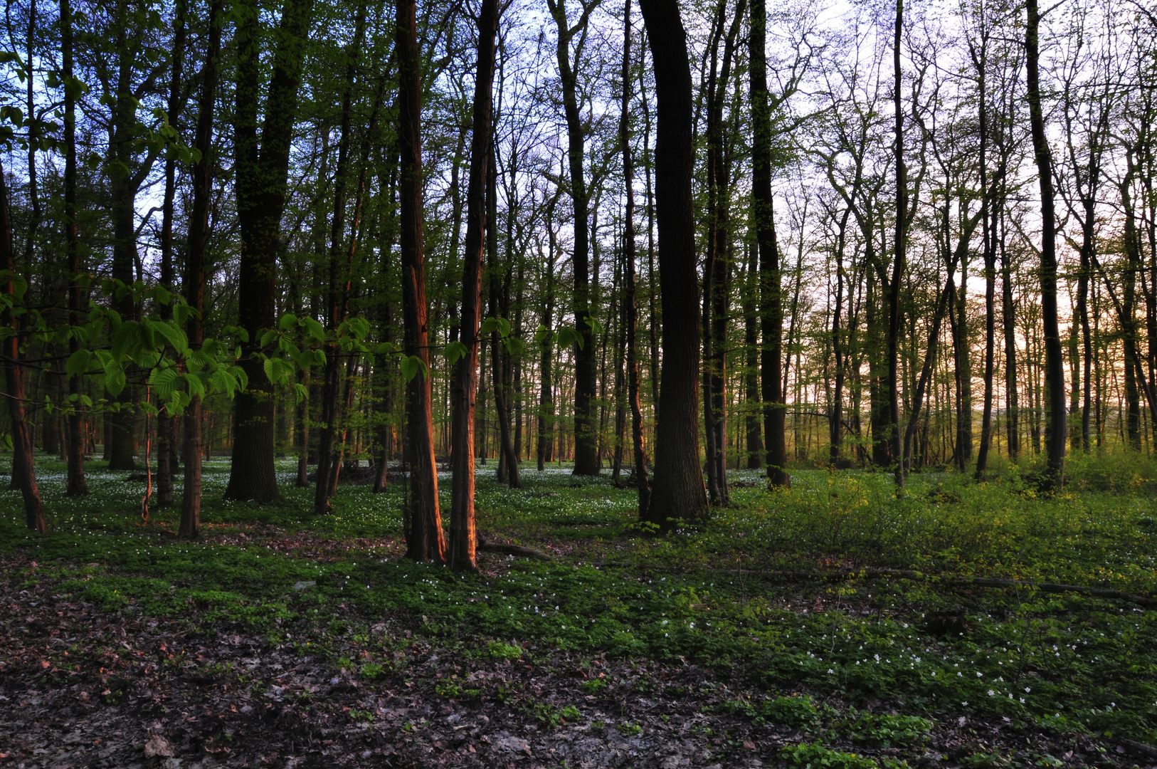 Abendstimmung im Frühling