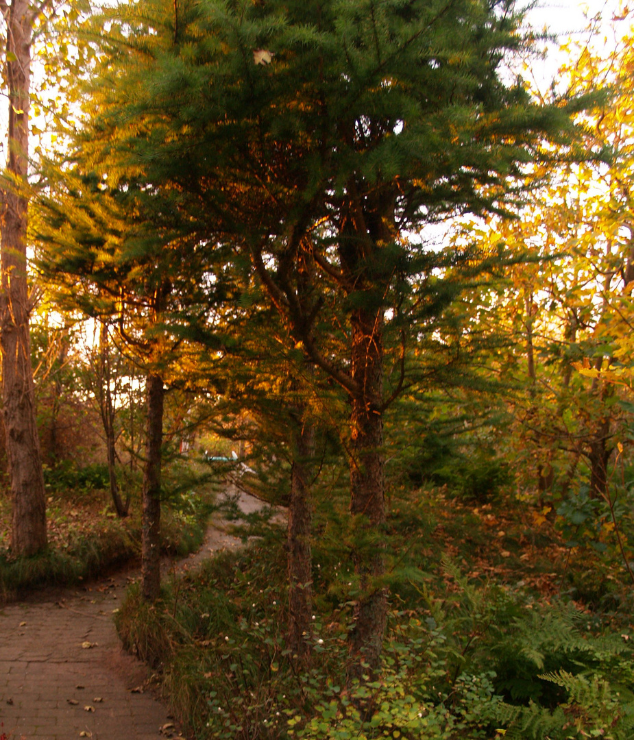 Abendstimmung im Garten 01