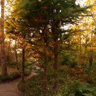 Abendstimmung im Garten 01