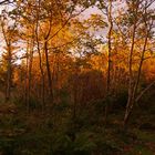 Abendstimmung im Garten 02