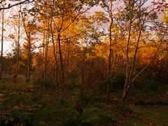 Abendstimmung im Garten 02