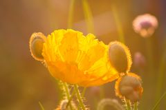 Abendstimmung im Garten