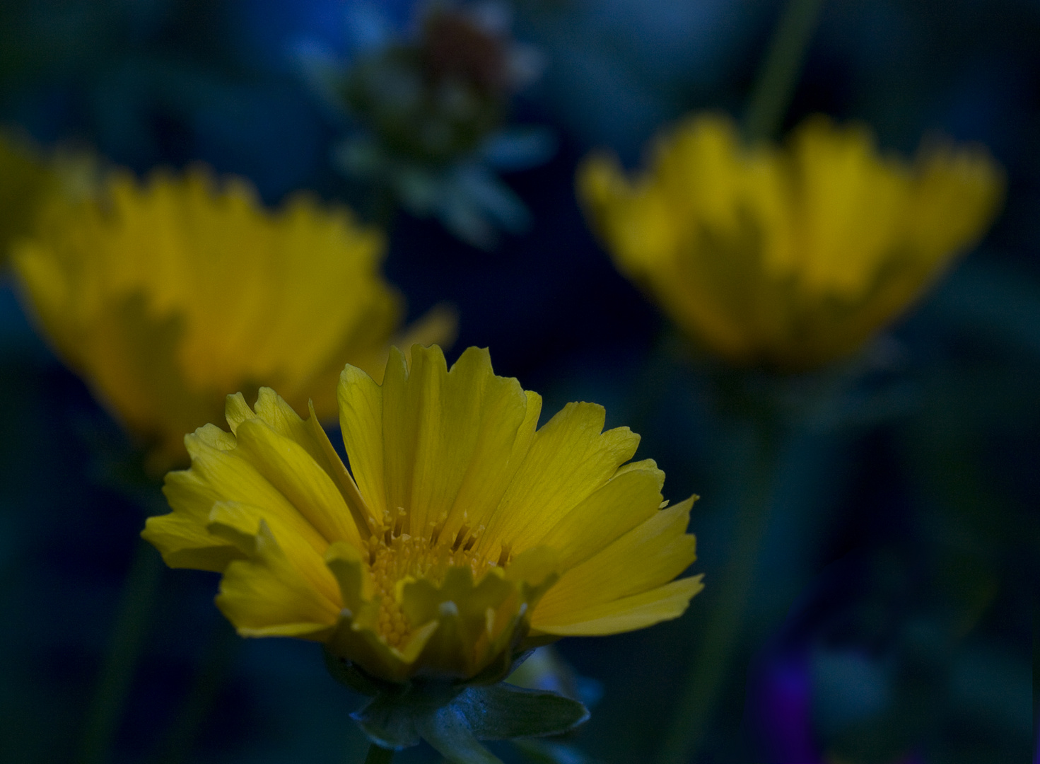 Abendstimmung im Garten