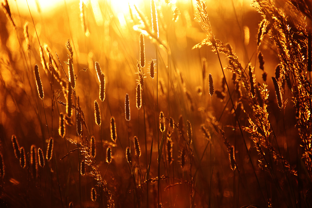 Abendstimmung im Gegenlicht