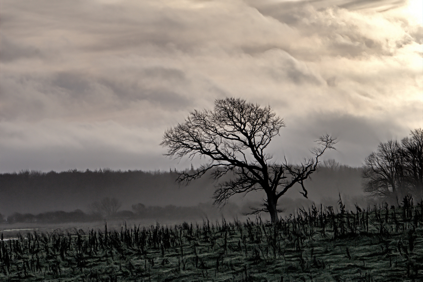 Abendstimmung im Geltinger Birk / Evening mood in Geltinger Birk