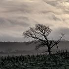 Abendstimmung im Geltinger Birk / Evening mood in Geltinger Birk