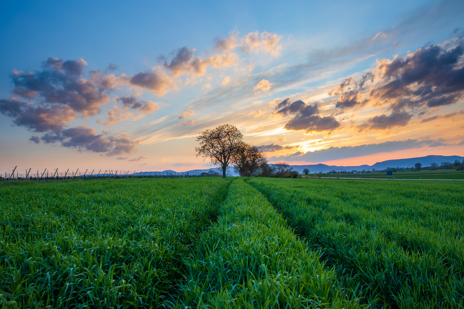 Abendstimmung im Getreidefeld