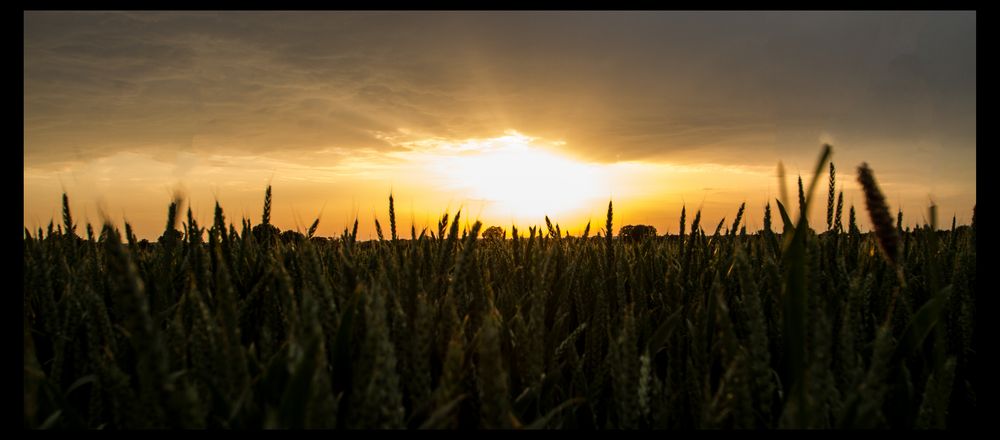 Abendstimmung im Getreidefeld