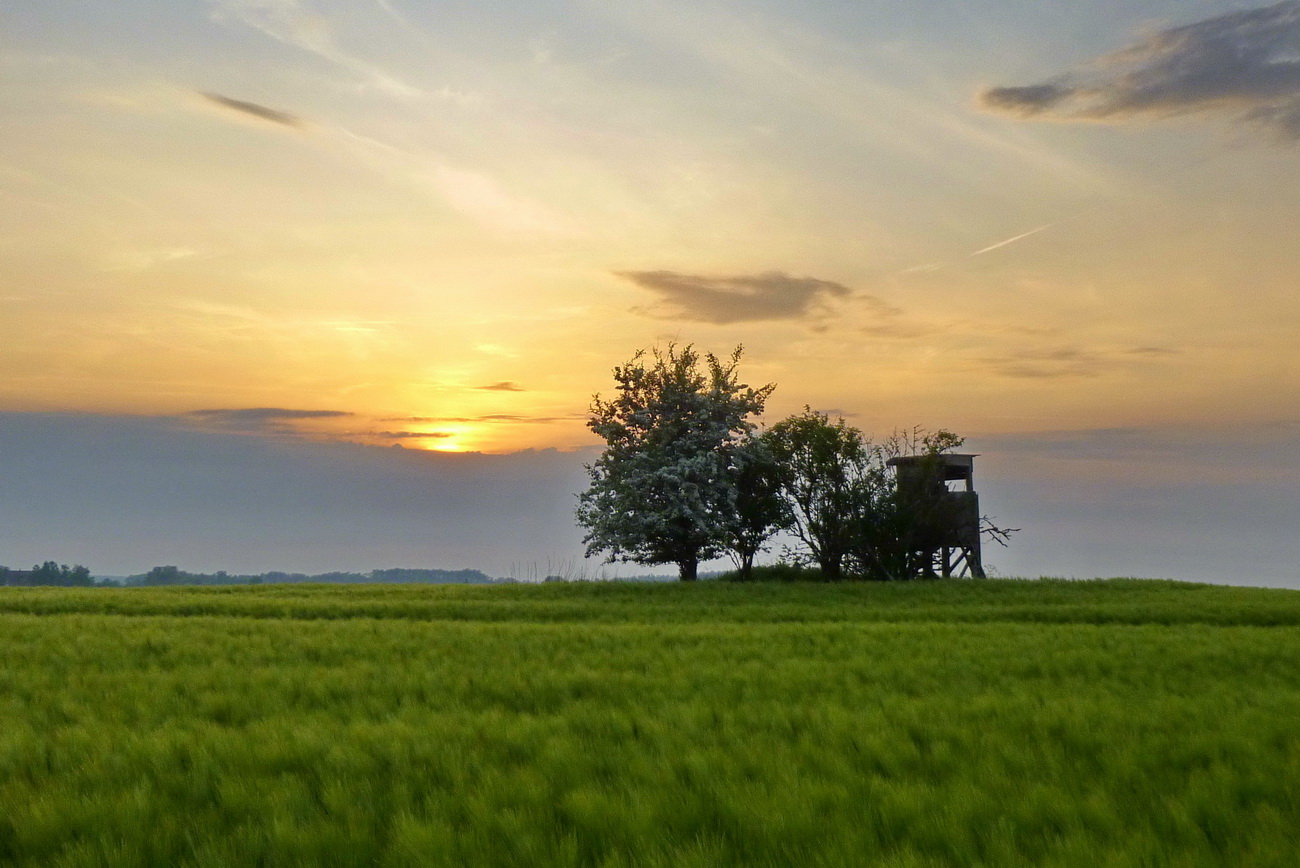 Abendstimmung im Getreidefeld