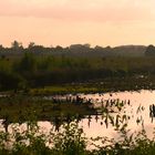 Abendstimmung im großen Torfmoor