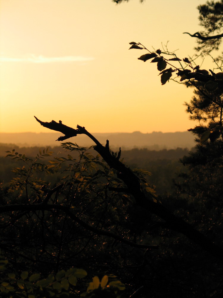 Abendstimmung im Herbstwald