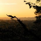 Abendstimmung im Herbstwald