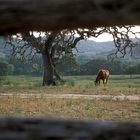 Abendstimmung im Hillcountry, Texas