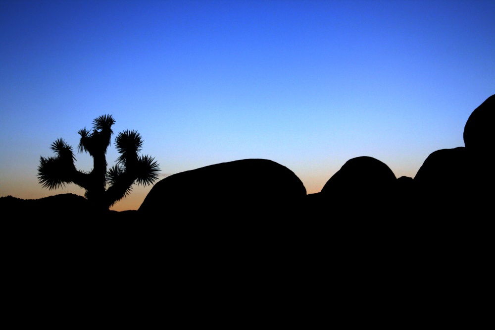 Abendstimmung im Joshua Tree National Park 01