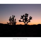 Abendstimmung im Joshua Tree Nationalpark