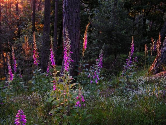 Abendstimmung im Kiefernwald