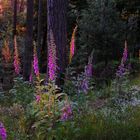 Abendstimmung im Kiefernwald