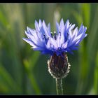 "Abendstimmung im Kornfeld"