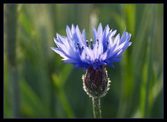 "Abendstimmung im Kornfeld"