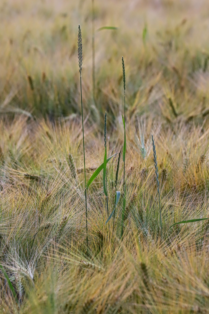 Abendstimmung im Kornfeld  -  evening mood in cornfield