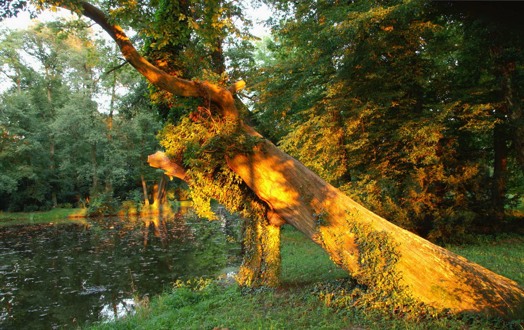 Abendstimmung im Krumker Park, Sachsen-Anhalt