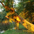 Abendstimmung im Krumker Park, Sachsen-Anhalt