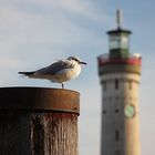 Abendstimmung im Lindauer Hafen 