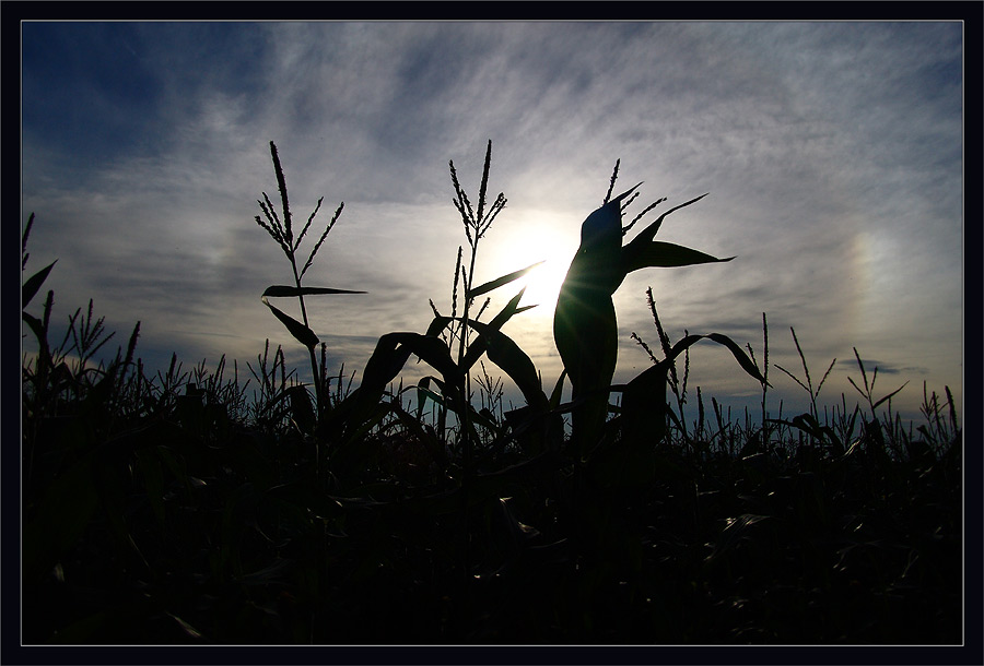 Abendstimmung im Maisfeld