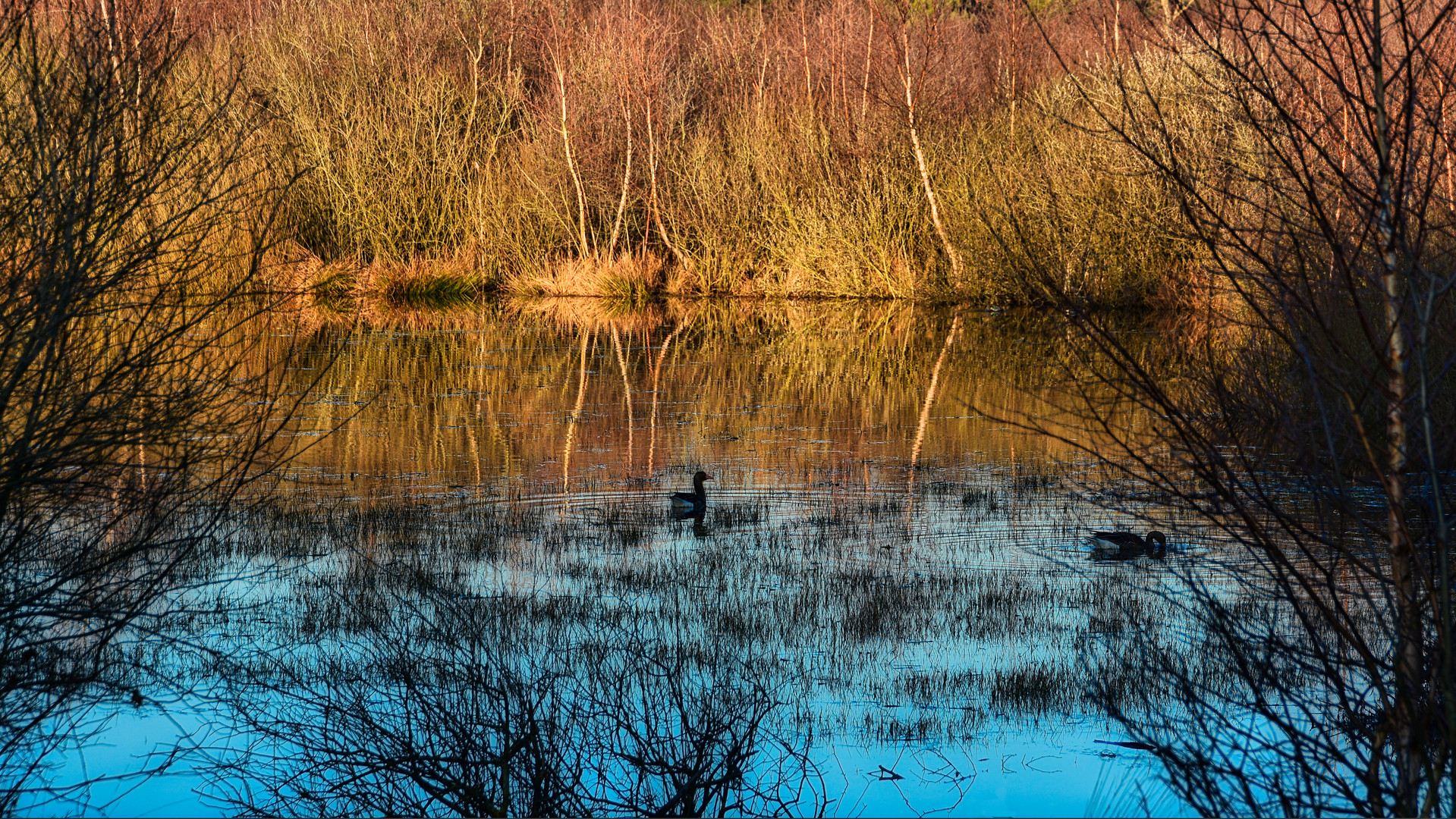 Abendstimmung im Moor