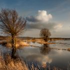 Abendstimmung im Moor