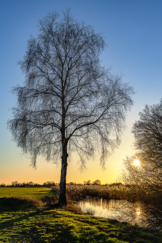 Abendstimmung im Moor