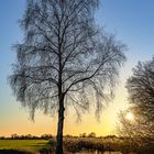 Abendstimmung im Moor