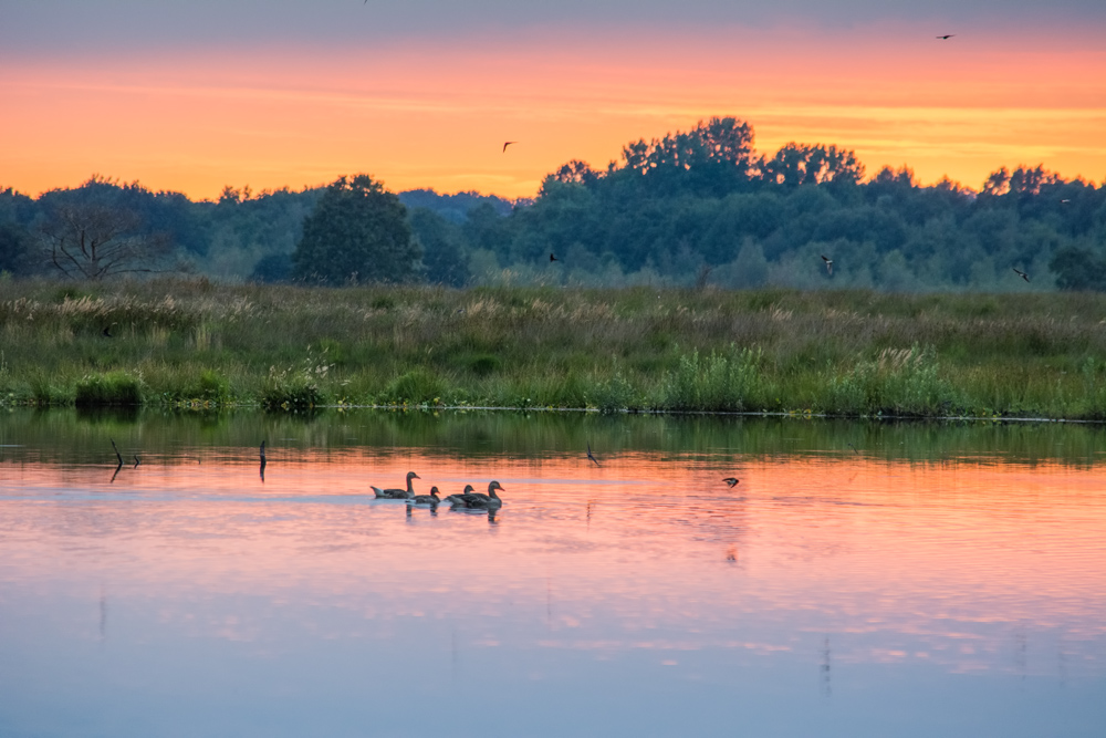 Abendstimmung im Moor