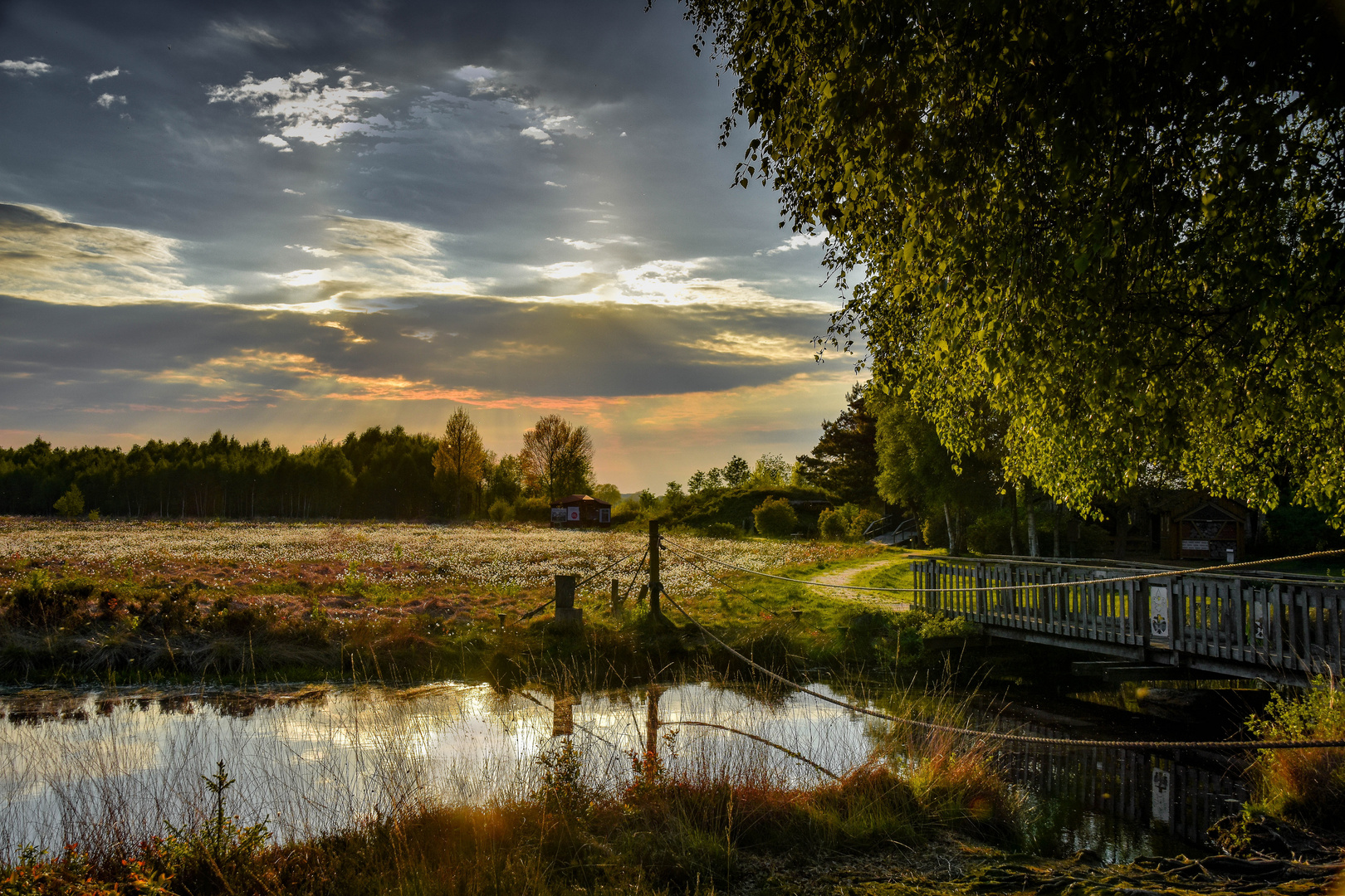 Abendstimmung im Moor