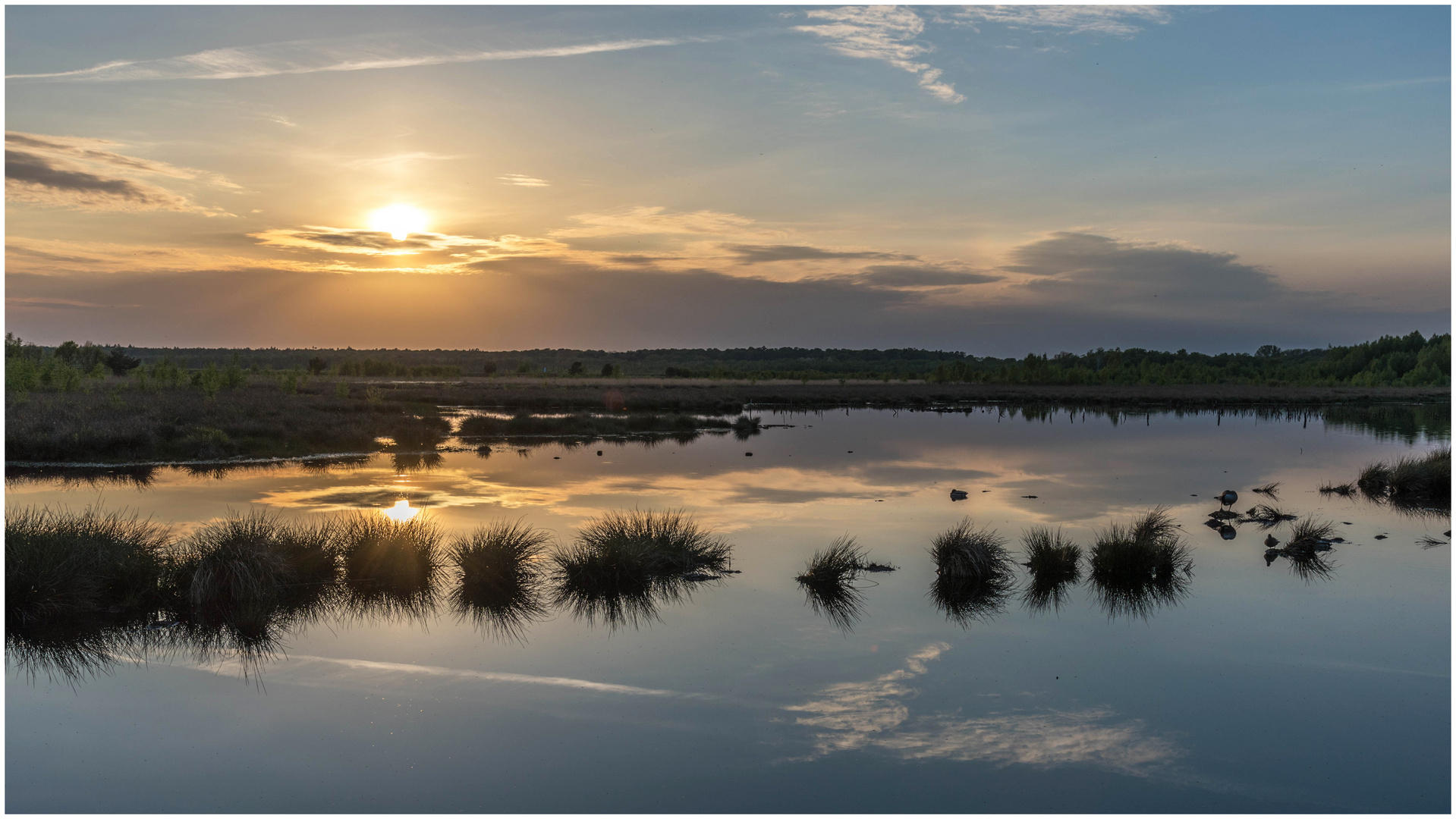 Abendstimmung im Moor