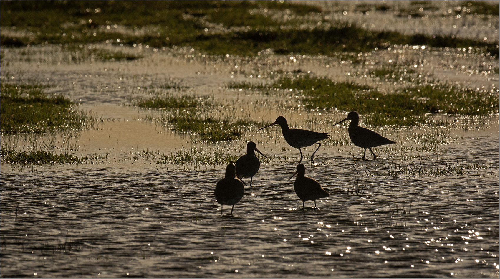 Abendstimmung im Moor   . . .