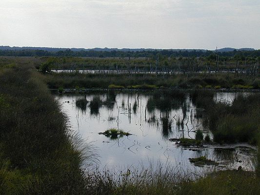 Abendstimmung im Moor