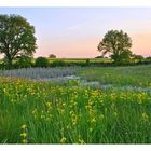 Abendstimmung im Moor