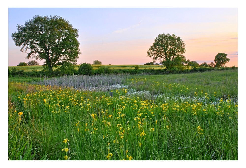 Abendstimmung im Moor