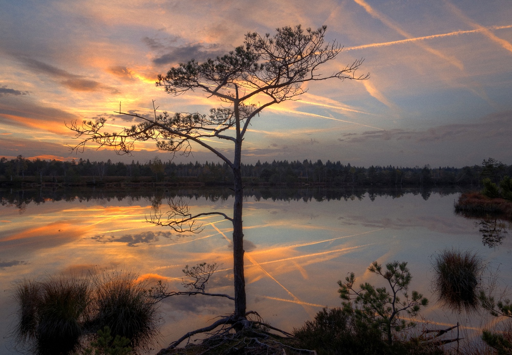 Abendstimmung im Moor