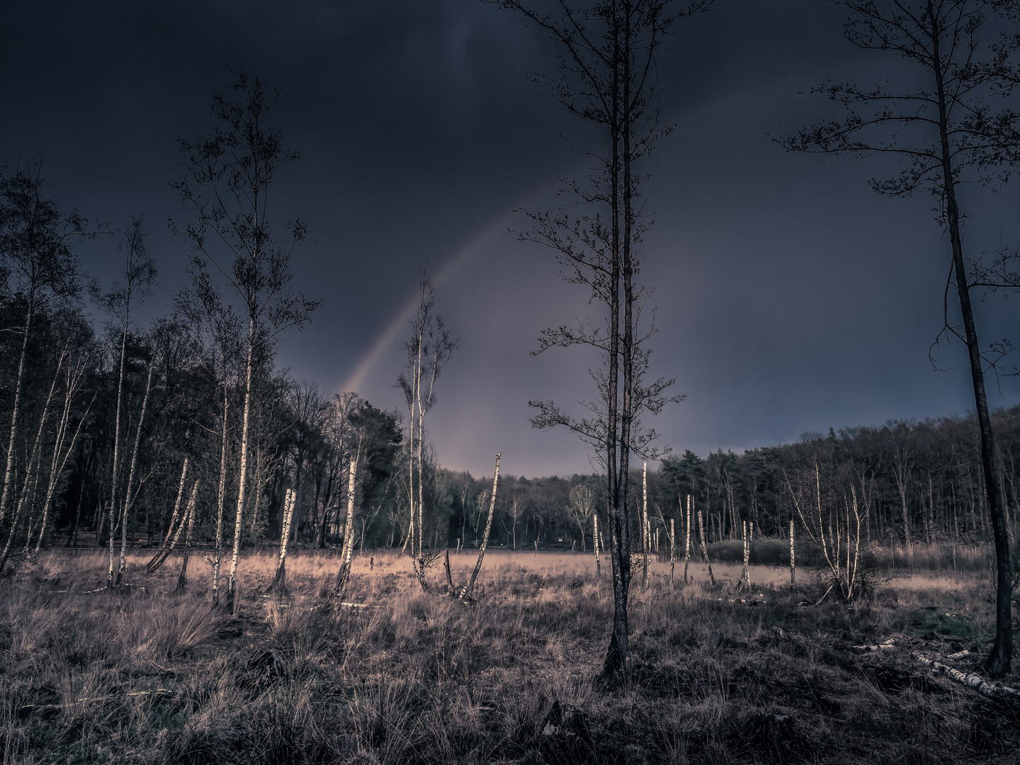 Abendstimmung im Moor nach einem Regenschauer