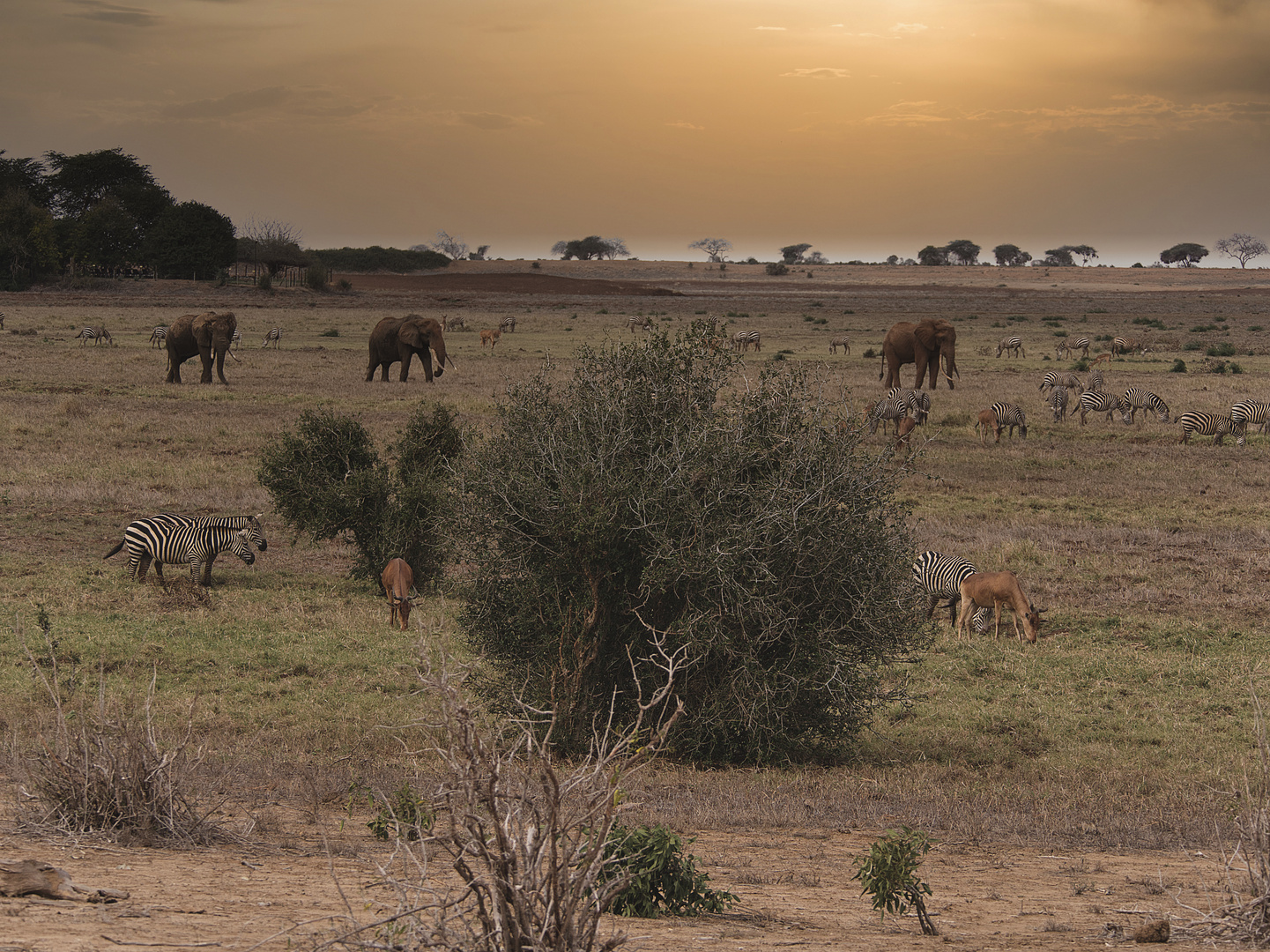 Abendstimmung im Nationalpark Tsavoeast in Kenia