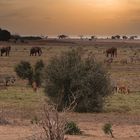 Abendstimmung im Nationalpark Tsavoeast in Kenia