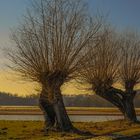 Abendstimmung im Naturschutzgebiet Bislich am Rhein