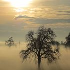 Abendstimmung im Nebel