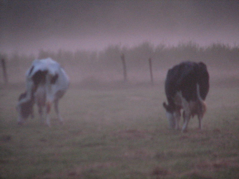 Abendstimmung im norddeutschen Flachland