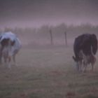 Abendstimmung im norddeutschen Flachland